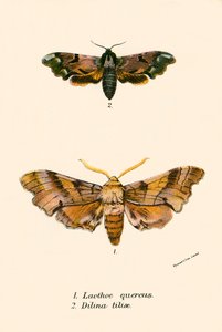 Papillons - English School