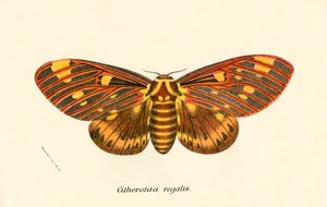 Papillons