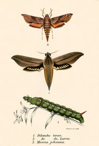 Papillons - English School