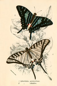 Papillons - English School