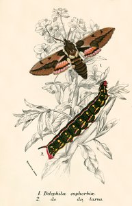 Papillons