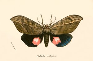 Papillons