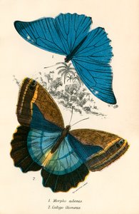 Papillons - English School