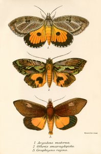 Papillons - English School