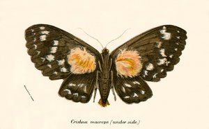 Papillons