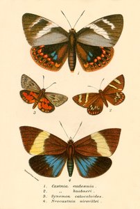 Papillons - English School