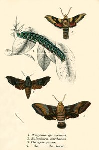 Papillons - English School