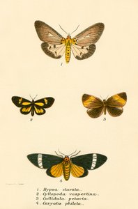Papillons - English School