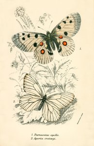Papillons - English School