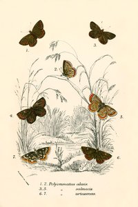 Papillons - English School
