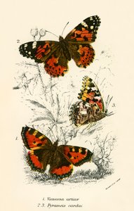 Papillons - English School