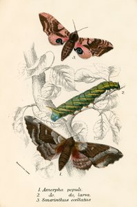 Papillons - English School