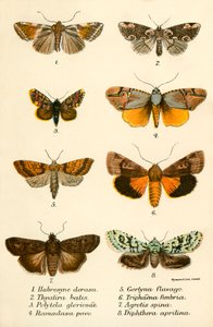 Papillons - English School