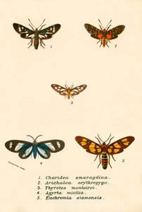 Papillons - English School
