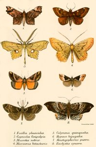 Papillons - English School