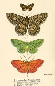 Papillons - English School