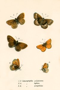 Papillons - English School