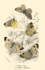 Papillons - English School