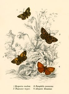 Papillons - English School