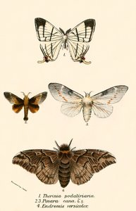 Papillons