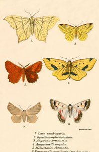 Papillons - English School
