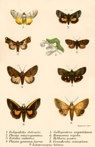Papillons - English School