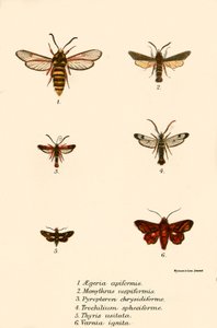 Papillons