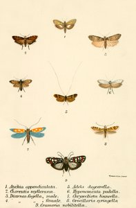 Papillons - English School