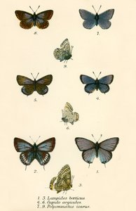 Papillons - English School