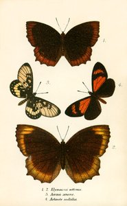 Papillons