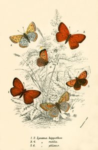 Papillons - English School
