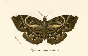 Papillons