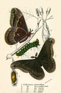 Papillons - English School