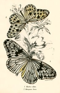 Papillons - English School