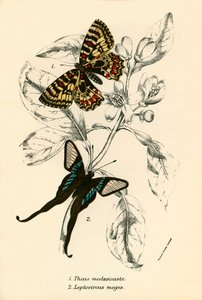 Papillons - English School