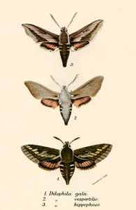 Papillons - English School