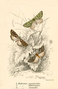 Papillons - English School
