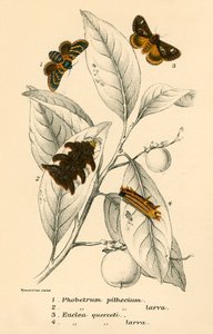 Papillons - English School