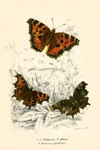 Papillons - English School