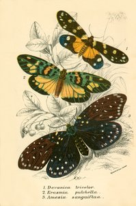 Papillons - English School