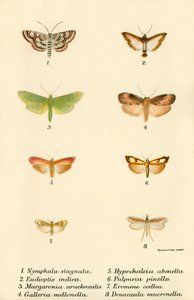 Papillons