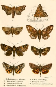 Papillons - English School