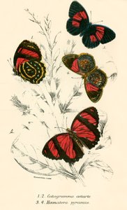 Papillons - English School