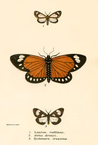 Papillons