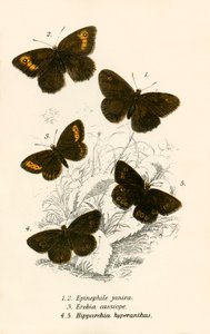 Papillons - English School