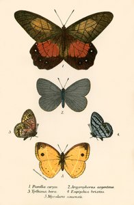 Papillons - English School