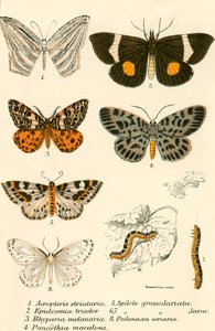 Papillons - English School