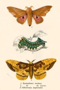 Papillons - English School