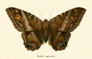 Papillons - English School