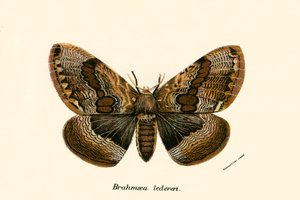 Papillons